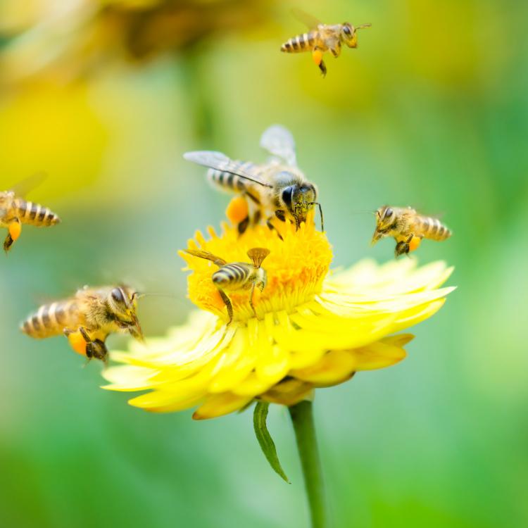  Bees on a flower